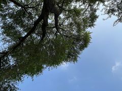 -御林古桑园