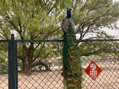 -北京麋鹿生态实验中心