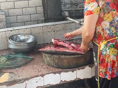 -y牌太安鱼