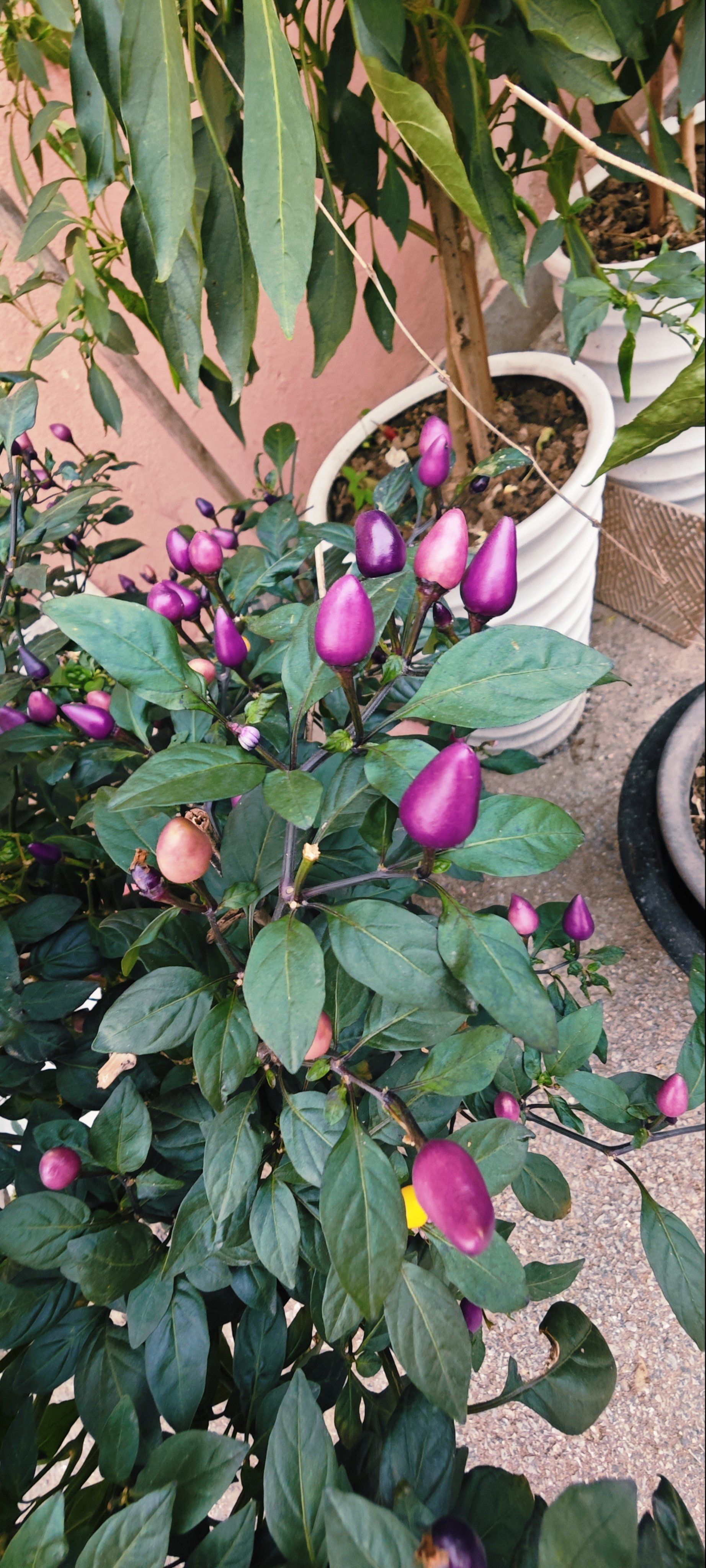 明明是辣椒,却长得像花一样,花期还挺长,好看