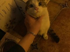 -Sirena海妖日咖夜酒