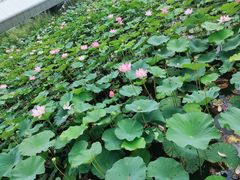 -哈尔滨大剧院