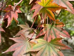 -崂山巨峰游览区