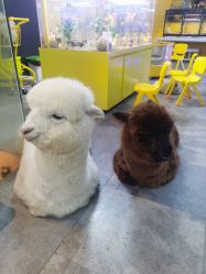 -神奇动物撸宠馆·羊驼·小浣熊·异宠(豫园店)