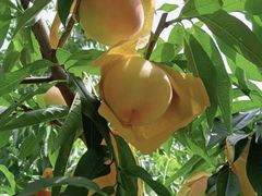 -老袁家蜜桃农场·阳山水蜜桃