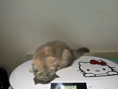 -艾贝尔宠物医院·24H转诊中心·肿瘤猫专科(江宁双龙店)