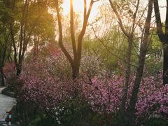 -南汇桃花村
