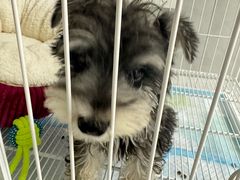 -翊宠yipet猫狗购宠庄园犬舍•猫舍