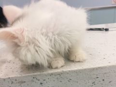 -纳吉亚猫专科动物诊疗中心(蒋宅口分院)