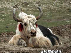 -羊卓雍措