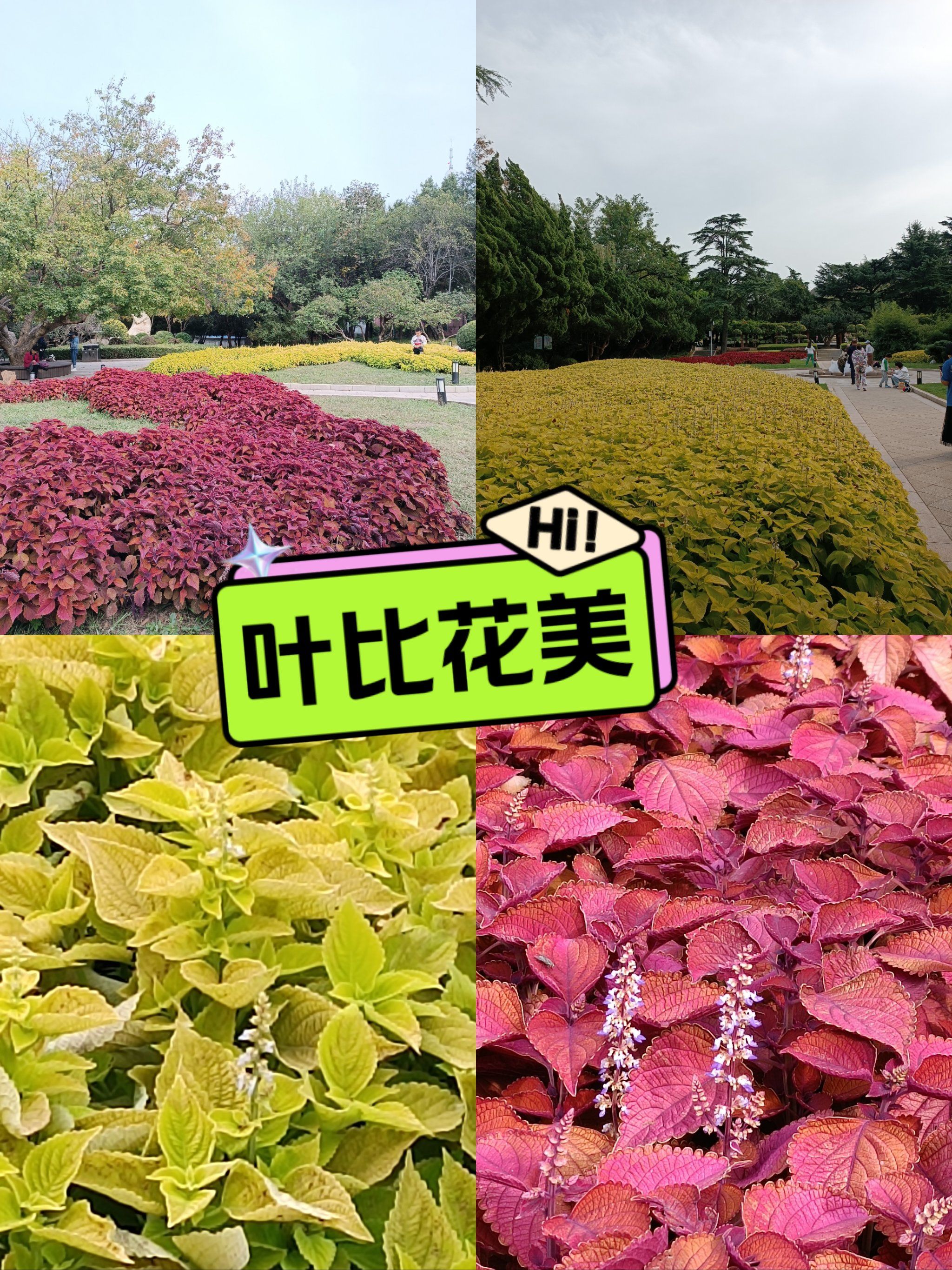 秋天的劳动公园🍁彩叶草开花了🌺紫色淡雅