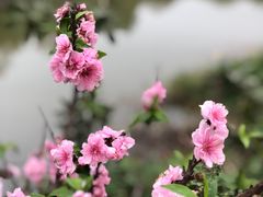 -南国桃园旅游度假区