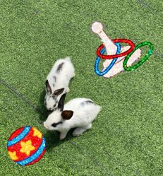 -萌宠亲子动物乐园(槐房万达店)