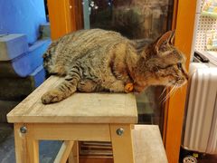 -猫的天空之城概念书店(杭州南宋御街店)