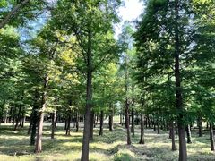 -广富林郊野公园