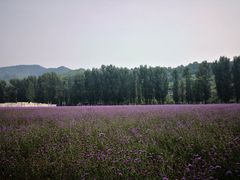 -紫海香堤香草艺术庄园
