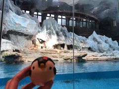 -帝企鹅自助餐厅•儿童岛•真企鹅(长隆企鹅酒店)