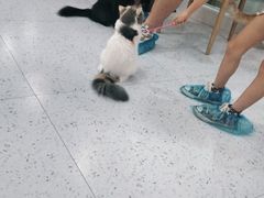 -喵园·猫主题咖啡厅·撸猫·猫咖(国贸店)