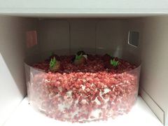 -八喜冰淇淋蛋糕(富国店)