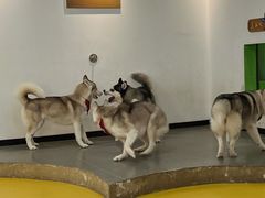 -Husky Go! 哈士奇体验馆·宠物咖啡厅狗咖
