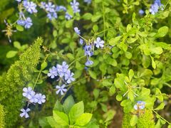 -深圳仙湖植物园