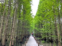 -桤木河湿地公园