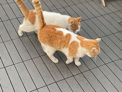 -前叁門