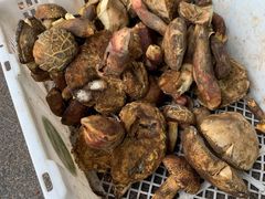 -杨记山珍鸡煲菌汤锅