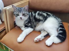 -MOCHA明星猫咖(田子坊店)