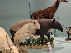 -国家自然博物馆