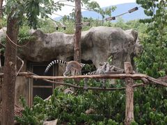 -清迈夜间动物园