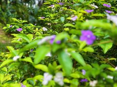 -中国科学院华南植物园