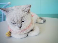 -怪兽屋·羊驼·猫咖·狗咖(俊华广场店)