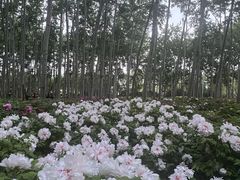 -仁和公园(顺义区)