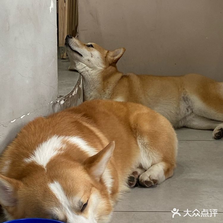 没有这个狗子是不会理你的！狗子们也很辛苦