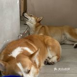 没有这个狗子是不会理你的!狗子们也很辛苦