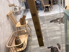 -楼上猫咖(罗湖店)