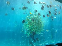 -瑞德姆美人鱼海底演艺主题餐厅(亚龙湾店)