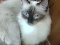 -楼上猫咖(罗湖店)