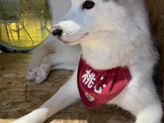-Husky Go! 哈士奇体验馆·宠物咖啡厅狗咖