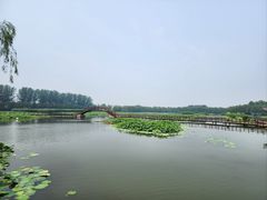 -荷花大观园