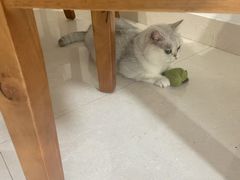 -嘉馨宠物医院·CT影像转诊·心脏科·犬猫全科诊疗中心(下沙大学城院区)