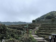 -阿巧茶庄
