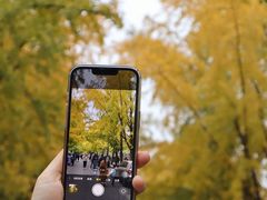 -三里屯东五街银杏大道