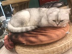 -飞行喵MR PILOT|猫舍·猫咖(静安大融城店)