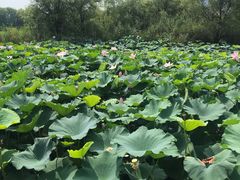 -长兴太湖图影湿地文化园