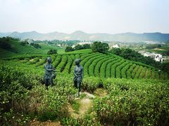 -帐篷客·溪龙茶谷度假酒店