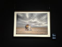 -罗红摄影艺术馆