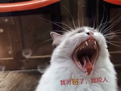 -猫咪博物馆(顶澳仔猫街店)