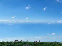 -芦芽山旅游度假区